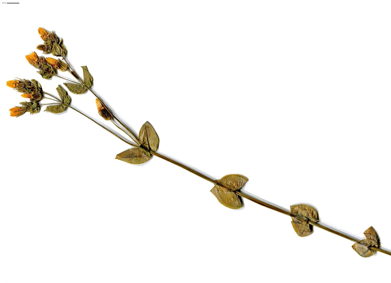 Blackstonia perfoliata subsp. perfoliata (Gentianaceae)
